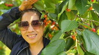 Our 1st  Time Cherry Picking