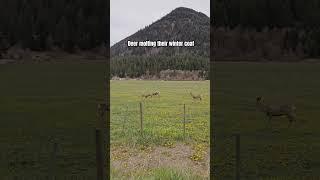 Deer molting their winter coats in the Rocky Mountains