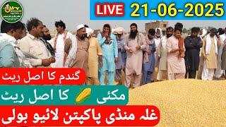 Corn  Price makki Gundam rate today 21-06-2025 Live Boli Ghala Mandi Pakpattan Mazhar Agri Info