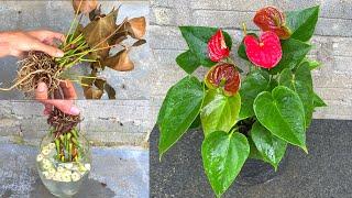 Tips to revive withered anthuriums | How to grow red anthurium