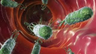 Ecoli song