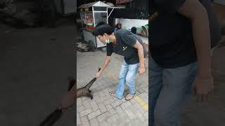 BAU PANDAN WOOW INI DIA MUSANG PANDAN | DIKEMBANGBIAKIN LAGI BIAR POPULASI BANYAK #fyp #short