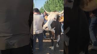  ТОЛИГ ВИДЕО️