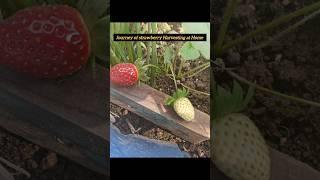 Strawberry Harvesting at Home ️ #shorts #shortsfeed #youtubeshorts #shortvideo #youtube