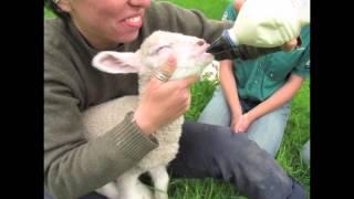 The Food and Farm Program at VYCC