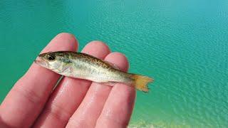 Growing The Next World Record Largemouth Bass!