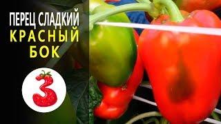 ПЕРЕЦ КРАСНЫЙ БОК толстые стенки, крупный сорт