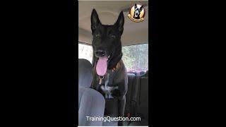 SEARCH AND RESCUE TRAINING WITH MY BELGIAN MALINOIS FLASH