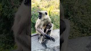 #viral #trending #shortsvideo #nature #shortvideos #shortsfeed #shortsviral #animals #maa #shorts