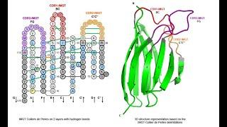 3D visualization of trastuzumab by IMGT