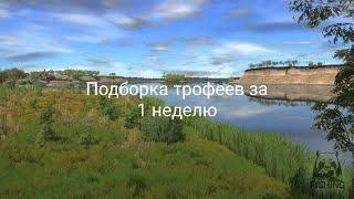 Russian Fishing 4. Подборка трофеев за 1 неделю