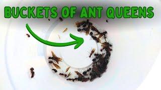 It Won't Stop Raining, and I Can't Stop Winning! Catching hundreds of ant queens~