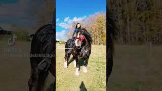 Riding Horse