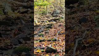 Soothing Creek Sounds