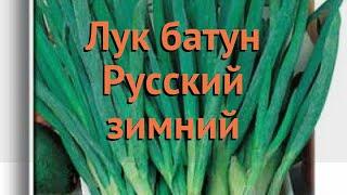 Лук батун Русский зимний (russkiy zimniy)  обзор: как сажать, семена лука Русский зимний