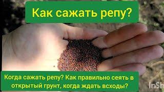 Как сажать репу? Как сеять репу в открытый грунт? Когда можно сажать репу? Посадка репы в грунт