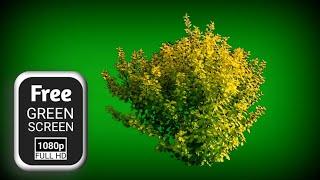 Plant green screen video effects | green screen leaves |  tree plant green screen