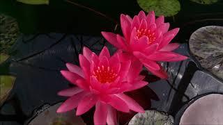 Нимфея Letchumy (Летчуми) кувшинка, waterlily, водные растения, пруд
