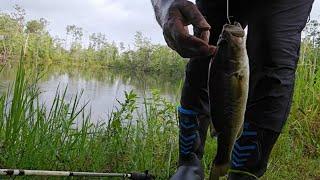 Fishing a Random Pond on the Side of Road!