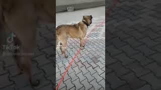 Dayı Aga Yaşayan Efsane #kangal