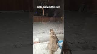 Just a Husky and her Snow. #husky #huskies #shorts