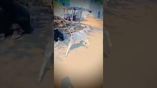 Cow Rani #rani #cow #song #music #live #cow #kankrejcow #dairyproducts