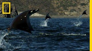 Gigantic School of Rays | Untamed Americas