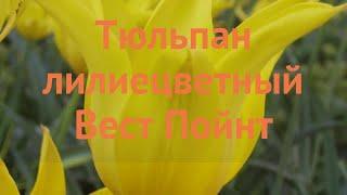 Тюльпан лилиецветная Вест Пойнт (tulipa tyulpan)  обзор: как сажать, луковицы тюльпаны Вест Пойнт