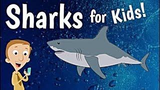 Sharks for Kids