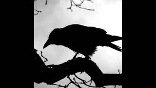 Jon Simon - Blackbird
