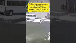 Dog senses earthquake #earthquake #turkey #japan