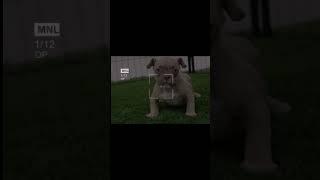 #sicario #americanbully #pocketbully#americanbully#puppy #jumanji #DaVinci