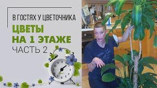 Навожу порядок на 1 этаже |  Часть 2  |  Пересадка растений. Какие растения можно сажать вместе?