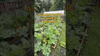 Growing our Zucchini up and not Out! #garden #sustainablesolutions #regenerativeagriculture