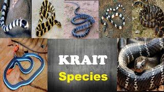 Krait Snake Species - All Krait Snake Species Of The World