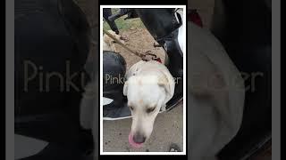 Rooba RoobaPinky#viral #lab #trending #shortvideo #shots #ytshorts #labradorpuppy