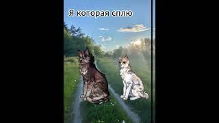 Мем по кэтвару #catwar  #игра #ржач #мем #эдит #рек #котывоители #кэтвар