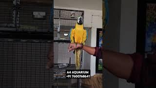 Blue And Gold Macaws Available A4 Aquarium Best Pet Shop In Ahmedabad Gujarat India #shorts #viral