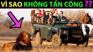 Tại sao SƯ TỬ không tấn công NGƯỜI trên Xe Safari? - Động Vật Facts #124