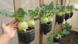 [No Garden] How I Grow a Hanging Kohlrabi Garden from Plastic Bottles