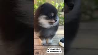 Классный парень померанец  #померанец#померанскийщпиц#pomeranian#померанцы