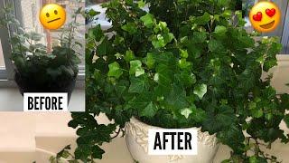 English Ivy Plant Care | Hedera Helix Vines | Ivy Houseplants