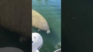 Watching Manatee at Marlin Bay Yacht Club Marathon, Fl