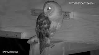 Barn Owl - Yawn and screech, amazing sound