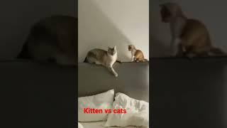 Kitten vs cats #shorts