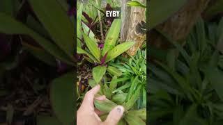 2 Stunning Varieties of Oyster Plant @EatYourBackYard