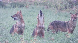 Fox/Golden Jackal Sound--শিয়ালের ডাক--Sheyal er Dak--Jackal Crying--Jackal Call