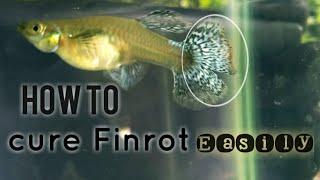 How to cure finrot on guppy