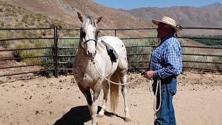 Rehabilitating a Fearful Horse