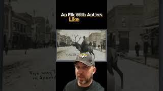 Domestic Elk